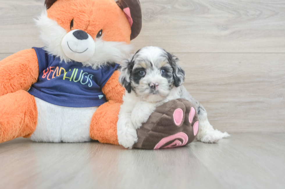 5 week old Cockapoo Puppy For Sale - Premier Pups