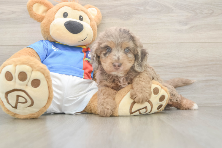 Cockapoo Puppy for Adoption