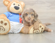6 week old Cockapoo Puppy For Sale - Premier Pups