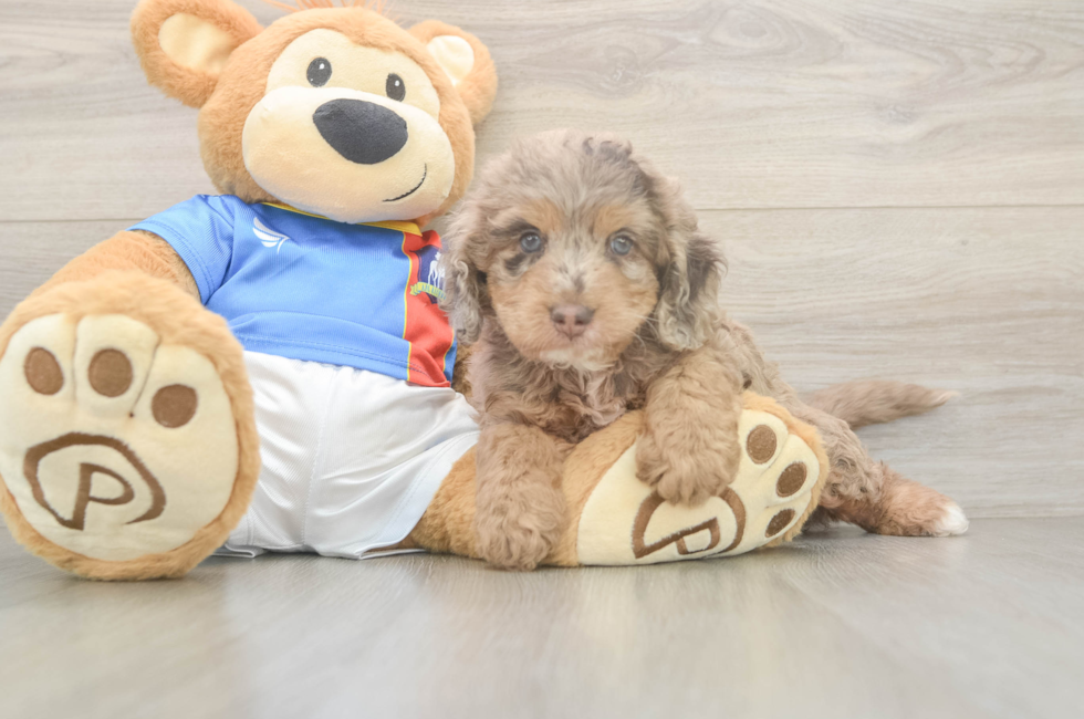 5 week old Cockapoo Puppy For Sale - Premier Pups