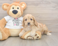 5 week old Cockapoo Puppy For Sale - Premier Pups