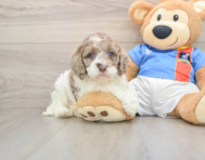 6 week old Cockapoo Puppy For Sale - Premier Pups