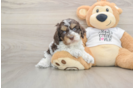 Friendly Cockapoo Baby
