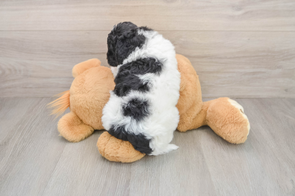 Cockapoo Pup Being Cute