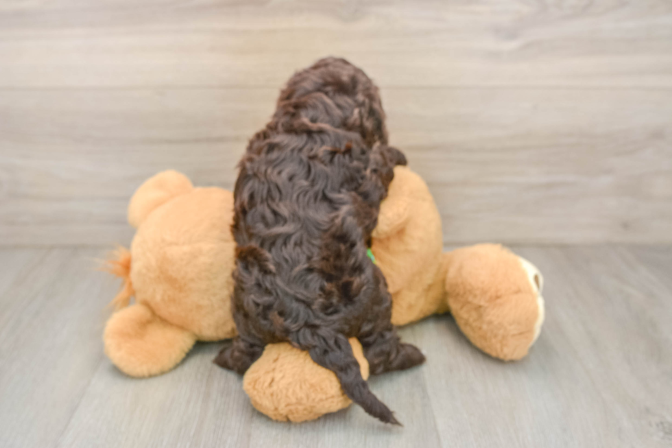 Petite Cockapoo Poodle Mix Pup