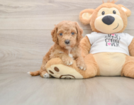 5 week old Cockapoo Puppy For Sale - Premier Pups