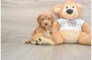 Funny Cockapoo Poodle Mix Pup
