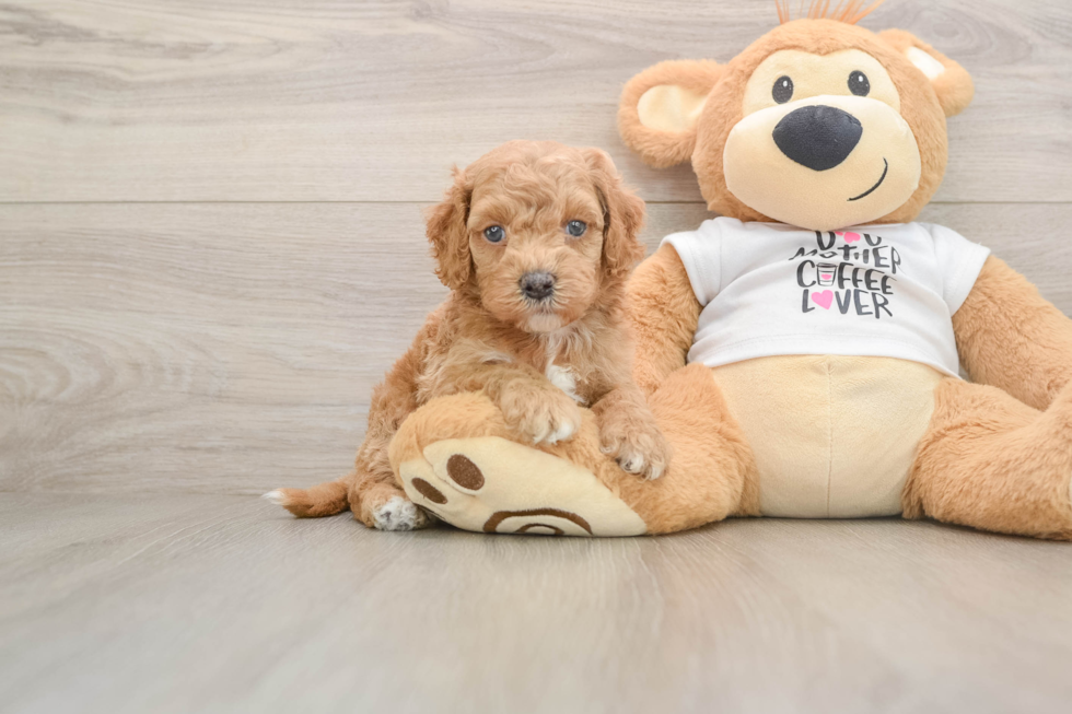 Funny Cockapoo Poodle Mix Pup
