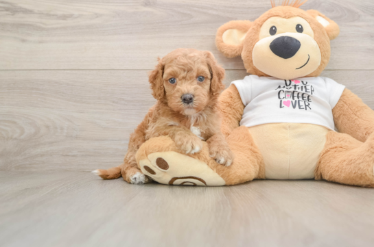 Funny Cockapoo Poodle Mix Pup