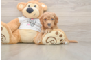 Cockapoo Pup Being Cute