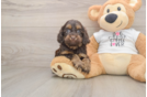 Best Cockapoo Baby