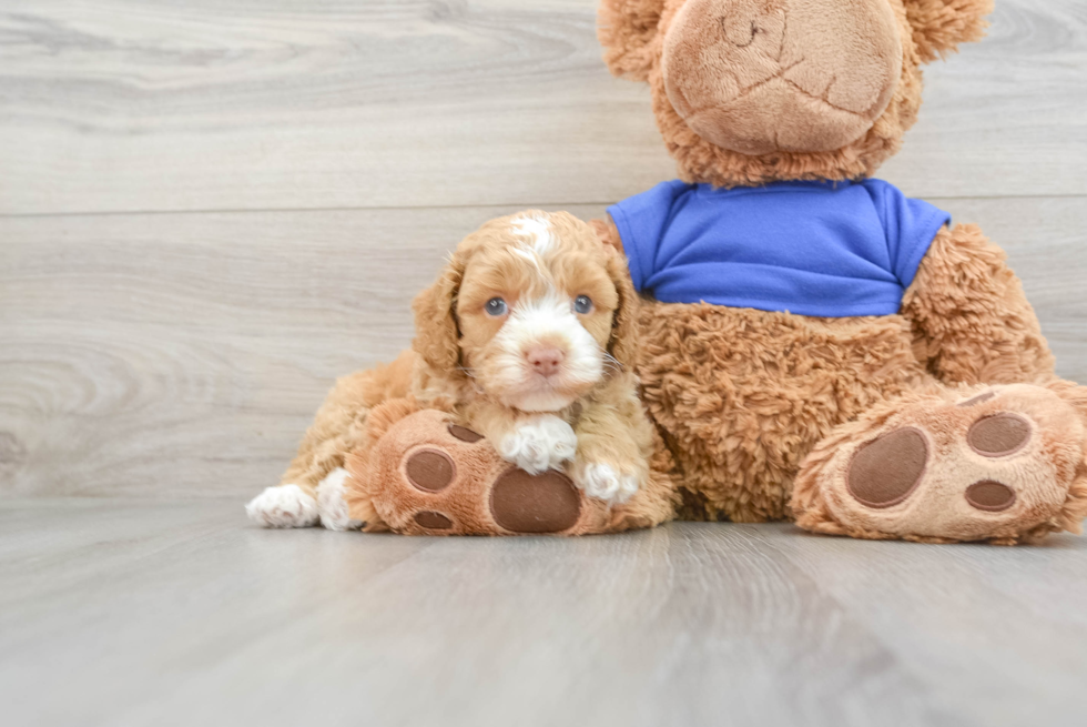 Smart Cockapoo Poodle Mix Pup