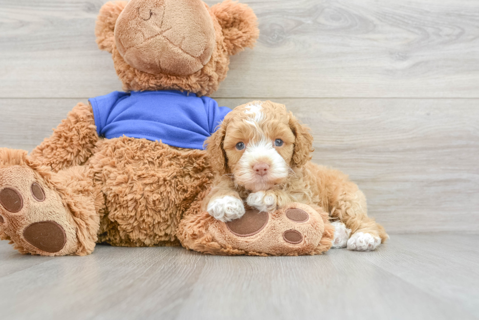 Cute Cockapoo Baby