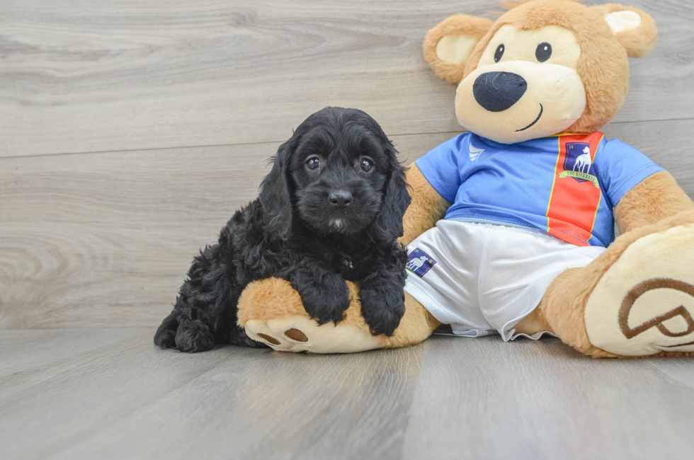 5 week old Cockapoo Puppy For Sale - Premier Pups