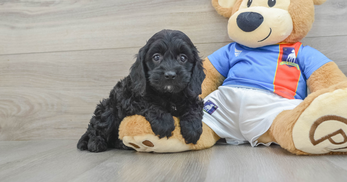 Small Cockapoo Dell: 4lb 11oz Doodle Puppy