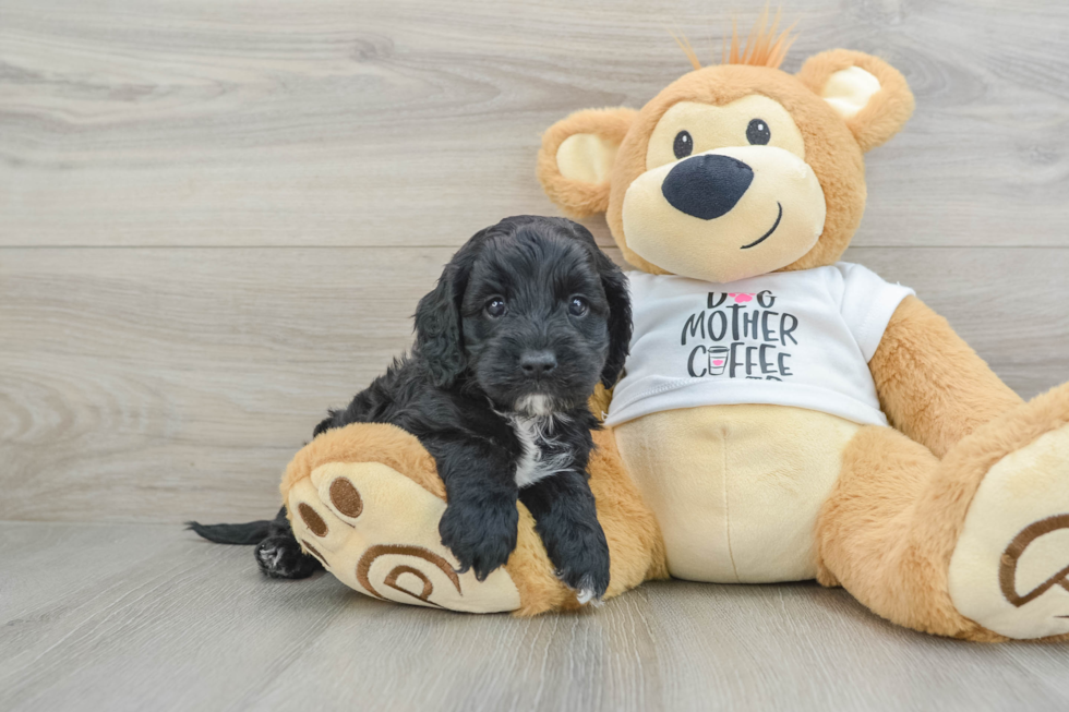 Smart Cockapoo Poodle Mix Pup