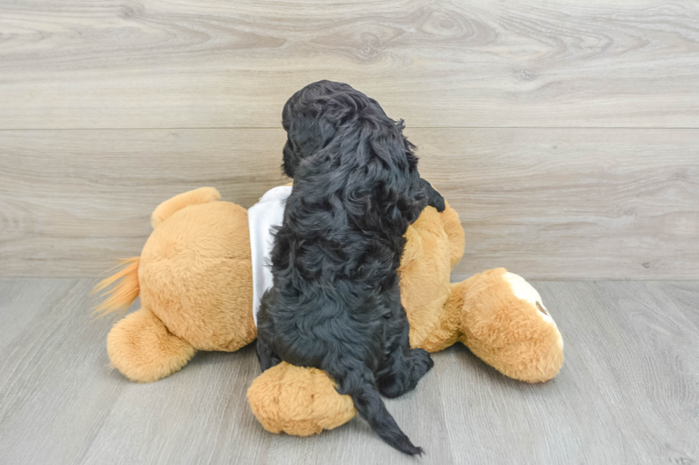 Little Cocker Doodle Poodle Mix Puppy