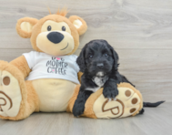 5 week old Cockapoo Puppy For Sale - Premier Pups