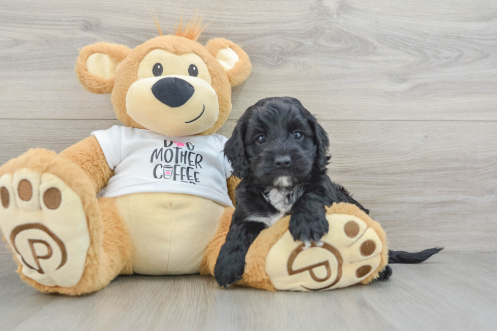 Funny Cockapoo Poodle Mix Pup