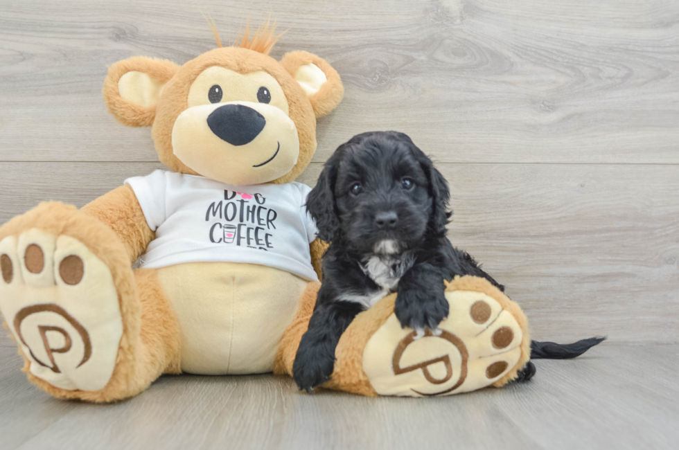 5 week old Cockapoo Puppy For Sale - Premier Pups