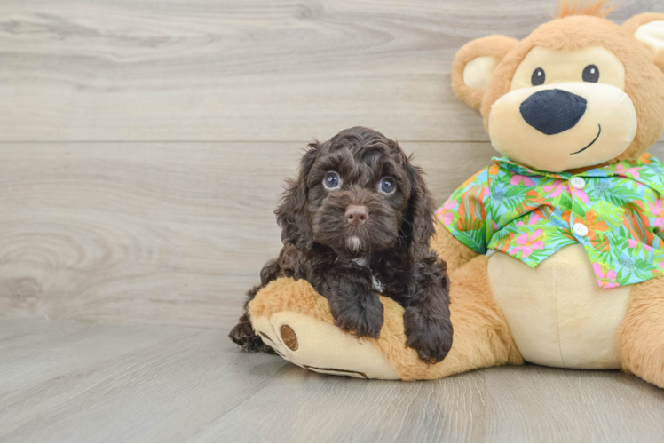 Fluffy Cockapoo Poodle Mix Pup
