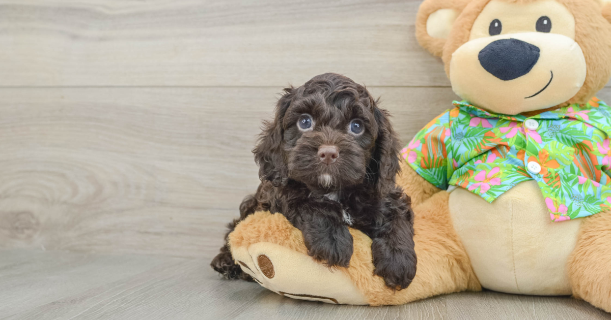 Popular Cockapoo Dell: 4lb 14oz Doodle Puppy
