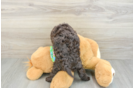 Cockapoo Puppy for Adoption