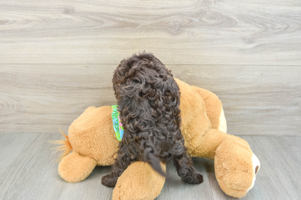 Cockapoo Puppy for Adoption