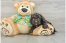 Fluffy Cockapoo Poodle Mix Pup