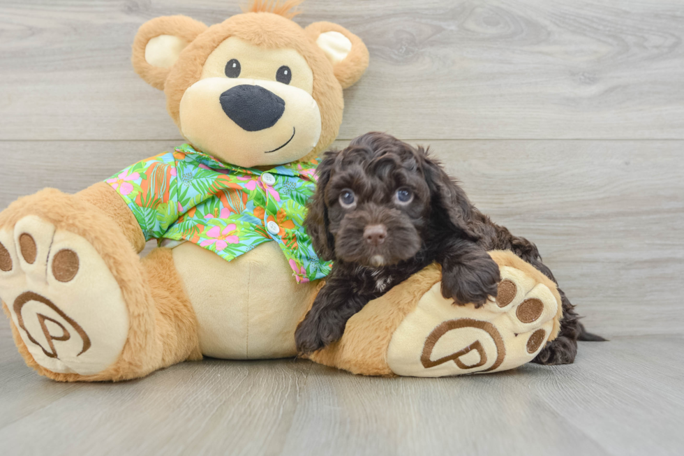 Fluffy Cockapoo Poodle Mix Pup