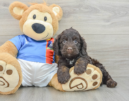 5 week old Cockapoo Puppy For Sale - Premier Pups