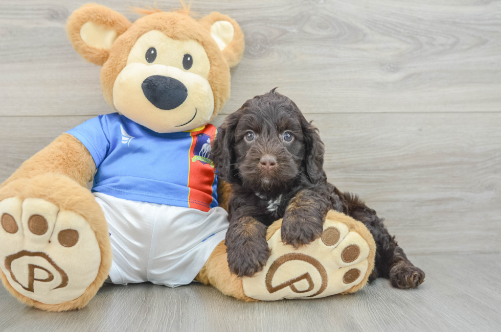 5 week old Cockapoo Puppy For Sale - Premier Pups