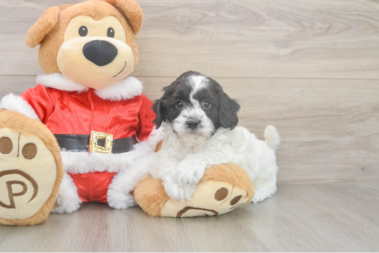 Adorable Cocker Doodle Poodle Mix Puppy