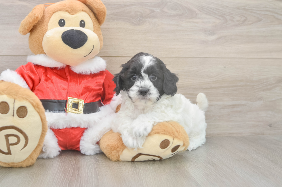 5 week old Cockapoo Puppy For Sale - Premier Pups