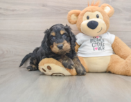 5 week old Cockapoo Puppy For Sale - Premier Pups