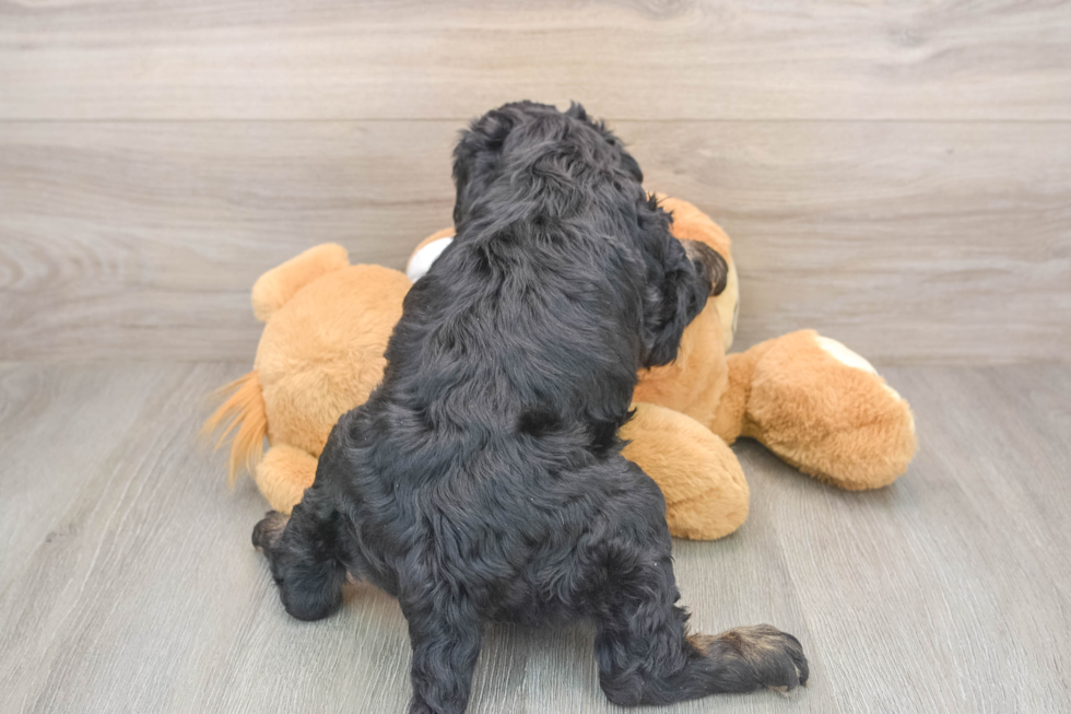 Best Cockapoo Baby