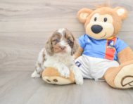 6 week old Cockapoo Puppy For Sale - Premier Pups