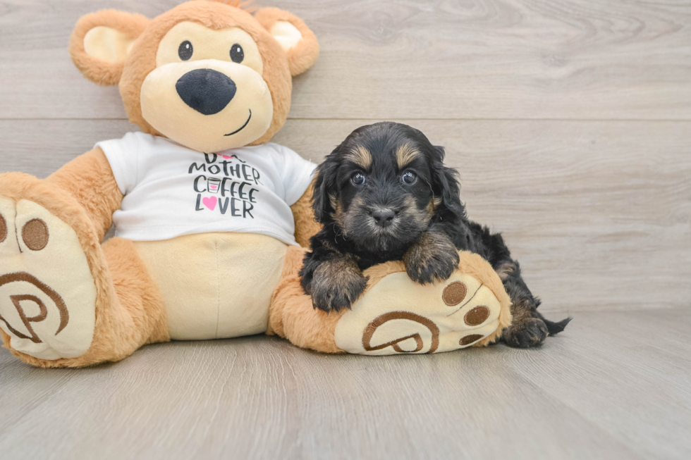 Cute Cockapoo Baby