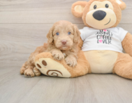 5 week old Cockapoo Puppy For Sale - Premier Pups