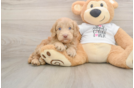 Best Cockapoo Baby