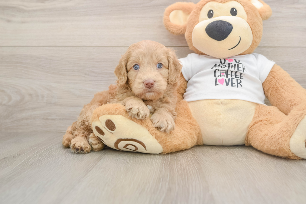 Best Cockapoo Baby