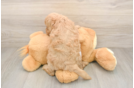 Best Cockapoo Baby