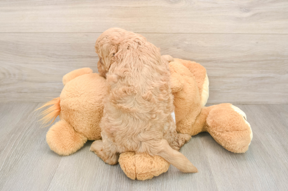 Best Cockapoo Baby