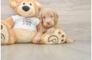 Sweet Cockapoo Baby