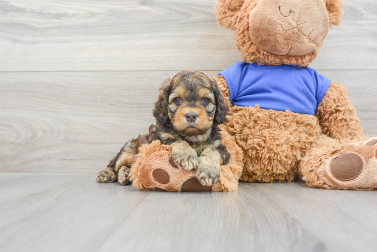 Smart Cockapoo Poodle Mix Pup