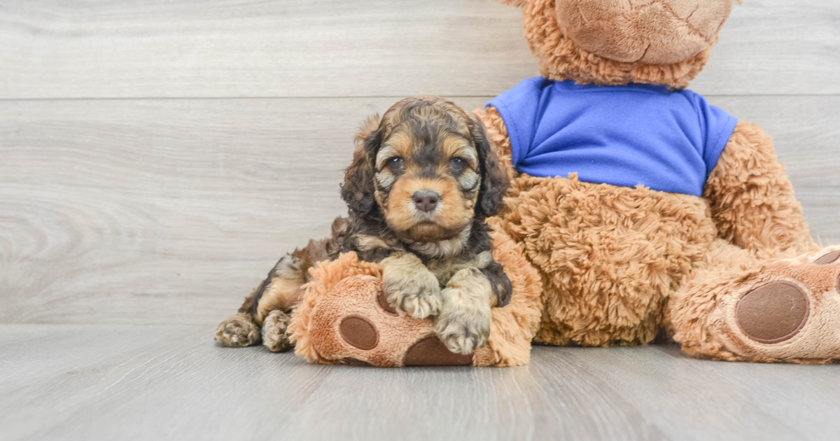 Fluffy Cockapoo Della: 4lb 8oz Doodle Puppy