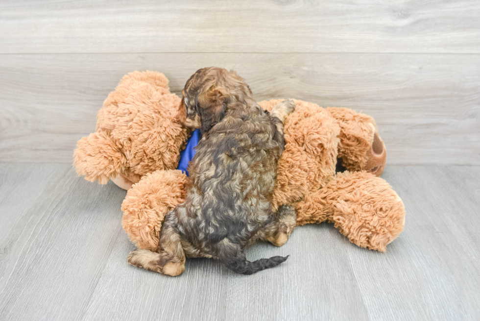 Small Cockapoo Baby