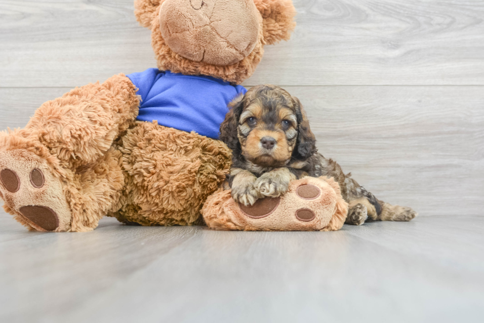 Cockapoo Puppy for Adoption