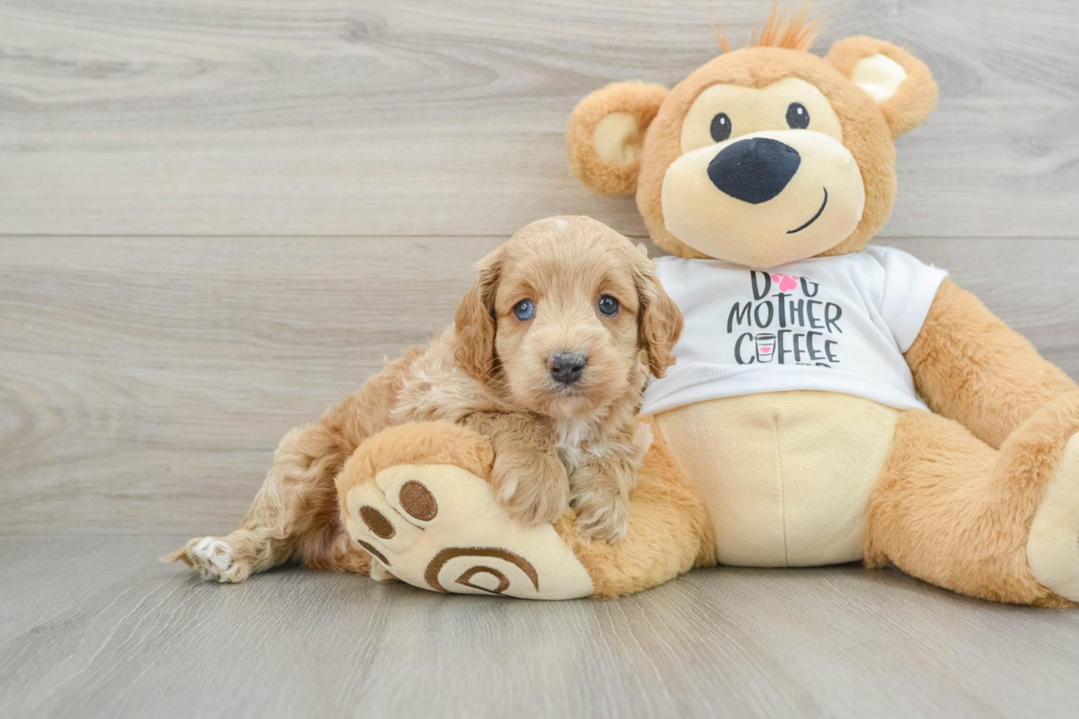 Cockapoo Pup Being Cute