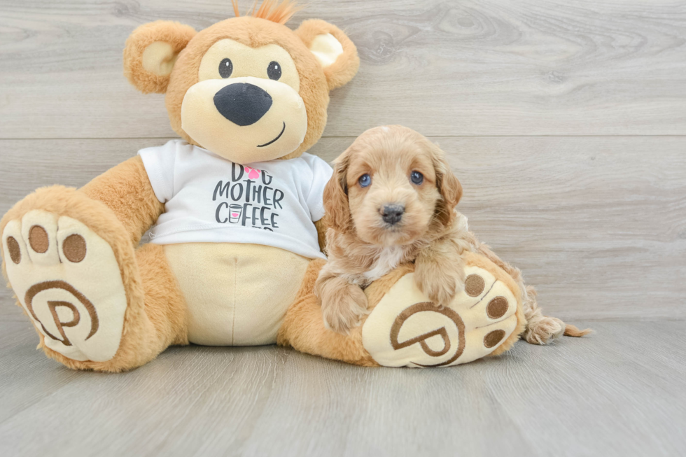 Happy Cockapoo Baby